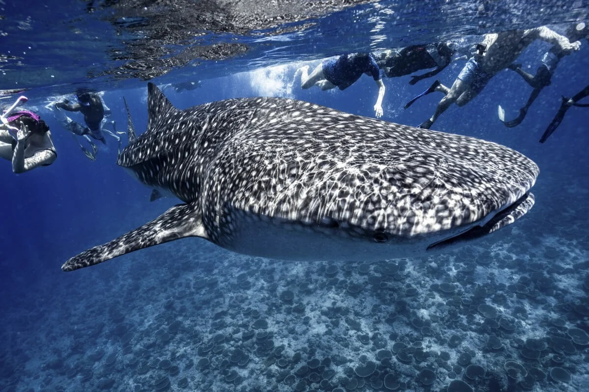 Whale shark swimming near the surface in Maamigili Beyru